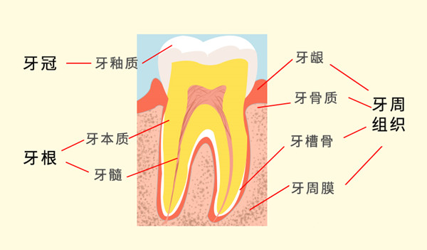 牙齒結(jié)構(gòu)圖